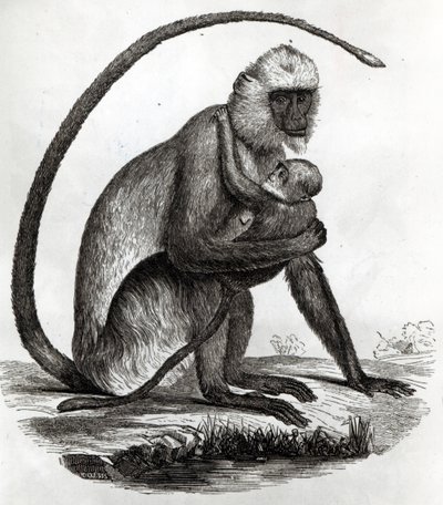 Brazilian Monkey by French School